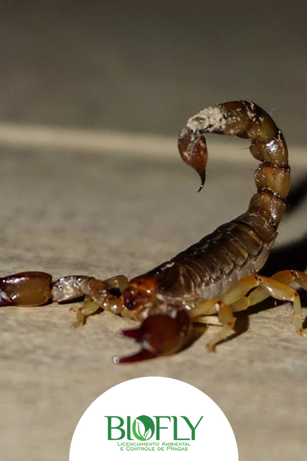 Dedetização de Escorpiões em Florianópolis Santa Catarina